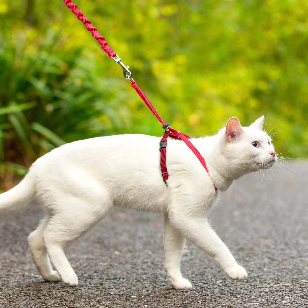 PetSafe Lengvas „Easy Walk“ katės pavadėlis ir pavadėlio rinkinys – raudonas, vidutinis, lanksti amortizacijos konstrukcija