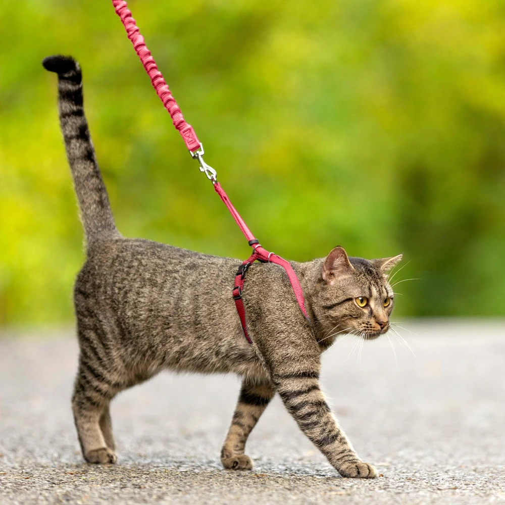 PetSafe Lengvas „Easy Walk“ katės pavadėlis ir pavadėlio rinkinys – raudonas, vidutinis, lanksti amortizacijos konstrukcija