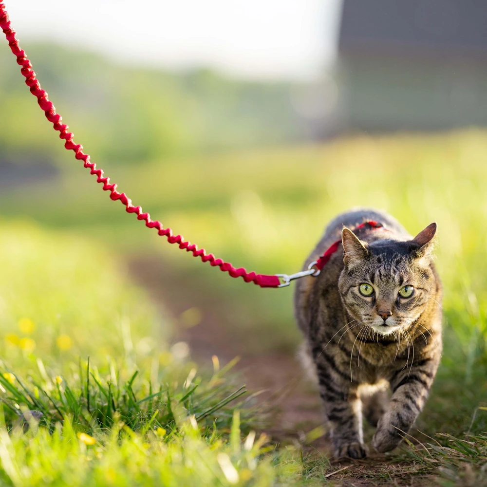 PetSafe Lengvas „Easy Walk“ katės pavadėlis ir pavadėlio rinkinys – raudonas, vidutinis, lanksti amortizacijos konstrukcija