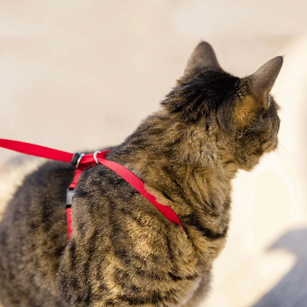 PetSafe Lengvas „Easy Walk“ katės pavadėlis ir pavadėlio rinkinys – raudonas, vidutinis, lanksti amortizacijos konstrukcija