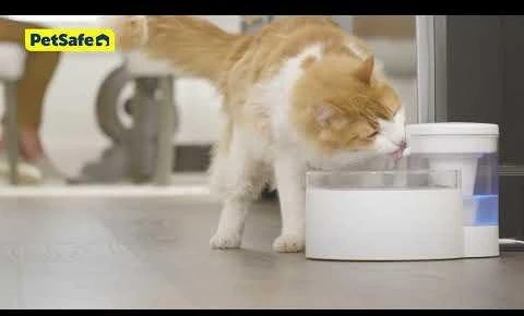 „PetSafe Outlast“ belaidis fontanas augintiniams, 1,7 l – novatoriškas tylus vandens dozatorius, lengvai valomas dizainas