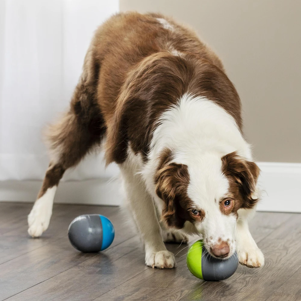 PetSafe Ricochet elektroninis žaislas šunims