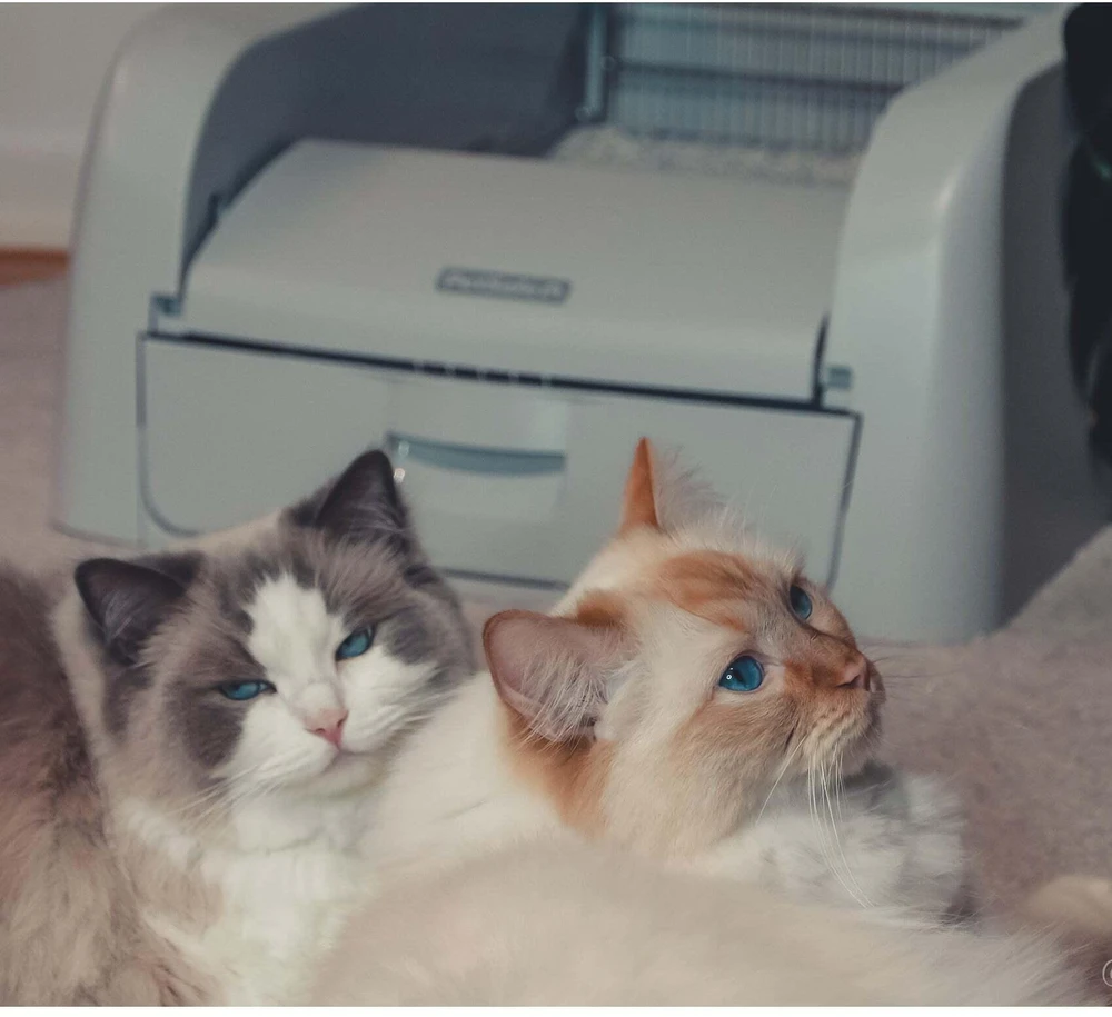 PetSafe „ScoopFree“ savaime išsivalantis kraiko dėžutė – automatinis judesio jutiklis, mažai priežiūros reikalaujantis dizainas
