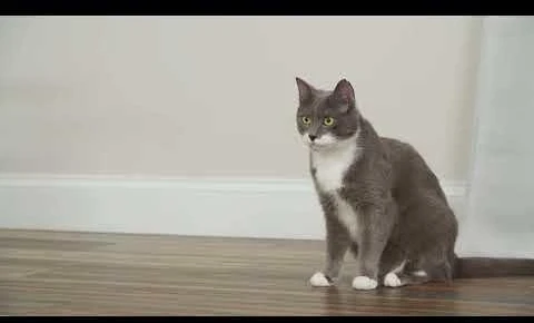 Petsafe FroliCat CHEESE Automatic Cat Teaser žaislas katėms su pelyte