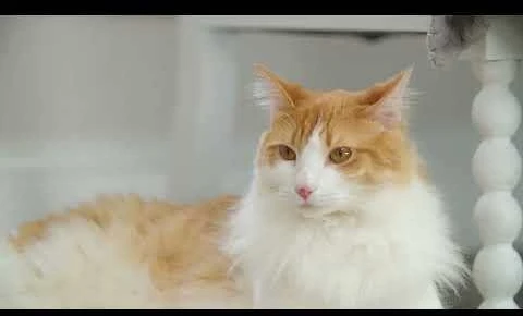 Petsafe FroliCat Fox Den žaislas katėms erzintojas