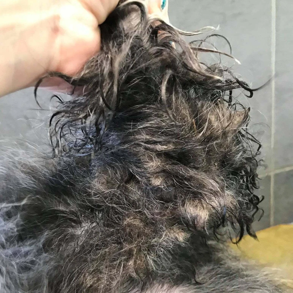 Show Tech+ Greitųjų pataisymų purškalas 500ml – išpainiojanti ir kondicionuojanti formulė, apsauganti nuo nešvarumų kaupimosi