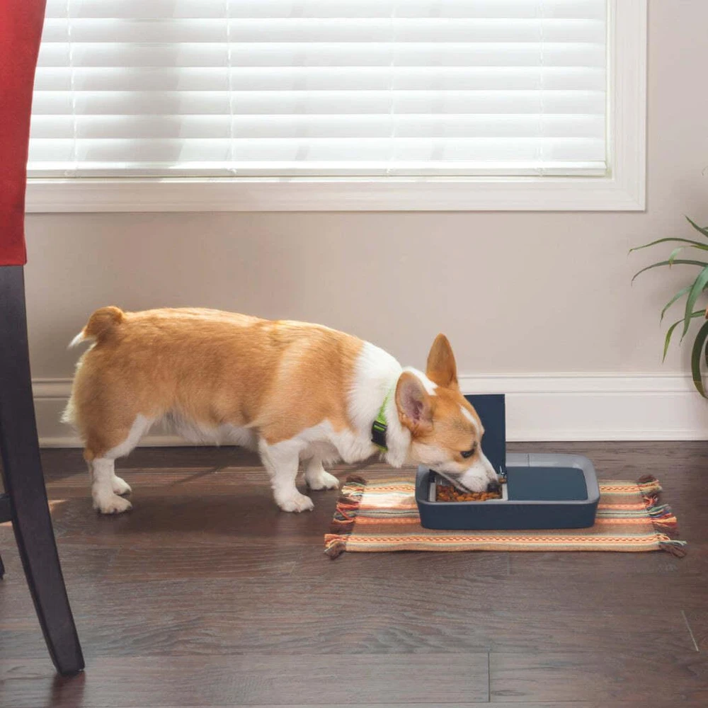 PetSafe Skaitmeninis dviejų patiekalų naminių gyvūnėlių tiektuvas