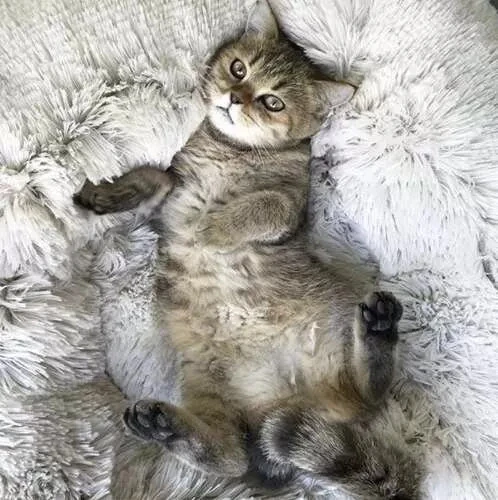 Purlov Minkšta šuns lova, pilka