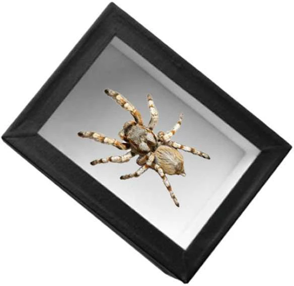 Eksponavimo dėžė (Čekija) (50 x 70 x 5,4 cm.)