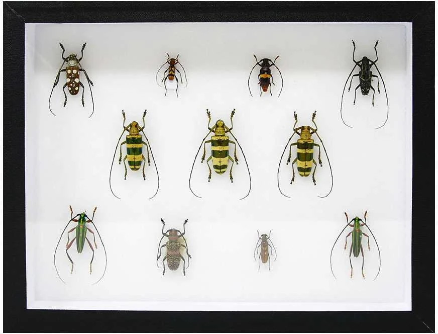 Eksponavimo dėžė (Čekija) (50 x 70 x 5,4 cm.)