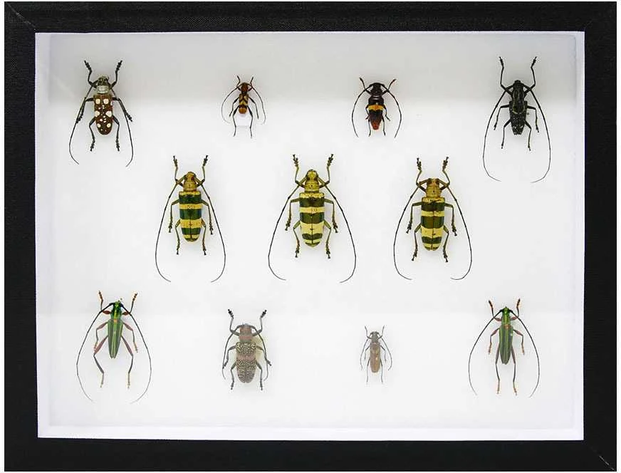 Eksponavimo dėžė (Čekija) (50 x 70 x 5,4 cm.)