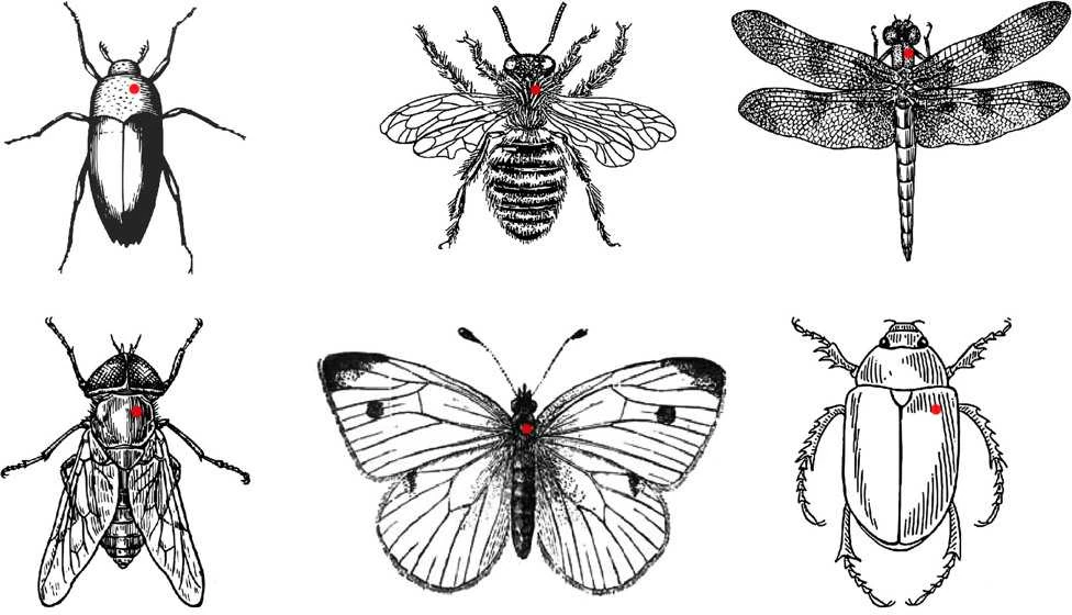 Entomologiniai smeigtukai vabzdžiams (Nerūdijančio plieno) (Čekija) (1)