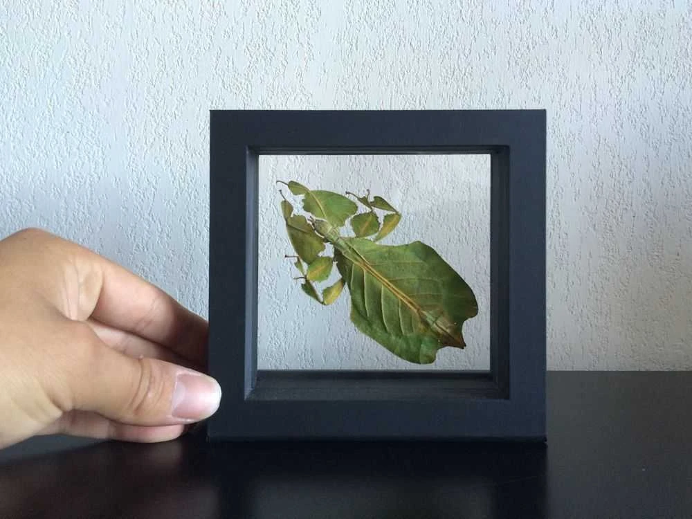Rėmelis Magic Frame (pastorintas) (100 x 100 mm.)