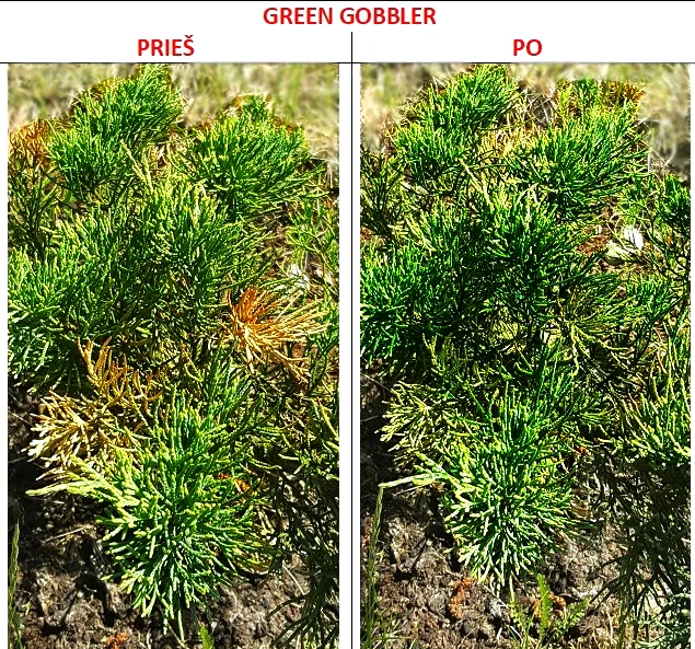 Žalias Gobbler mikroorganizmai vejoms nuo augintinių šlapimo, 500 ml aprašymas - Prekės nuotrauka