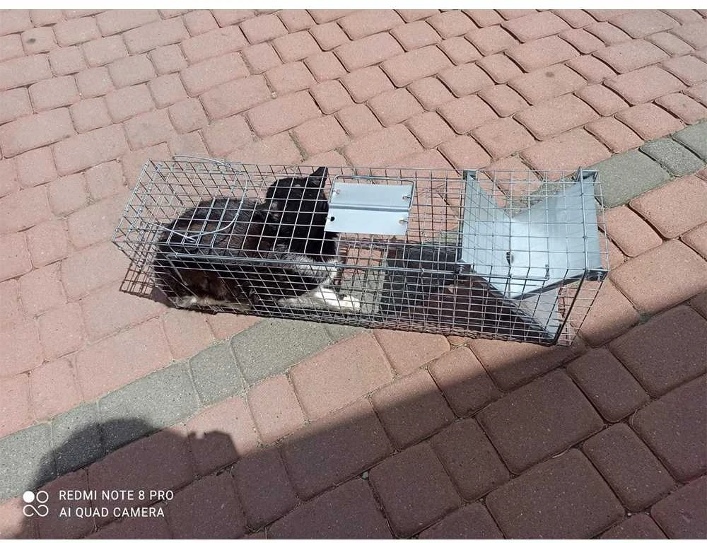 Narvas spąstai 82X20X27