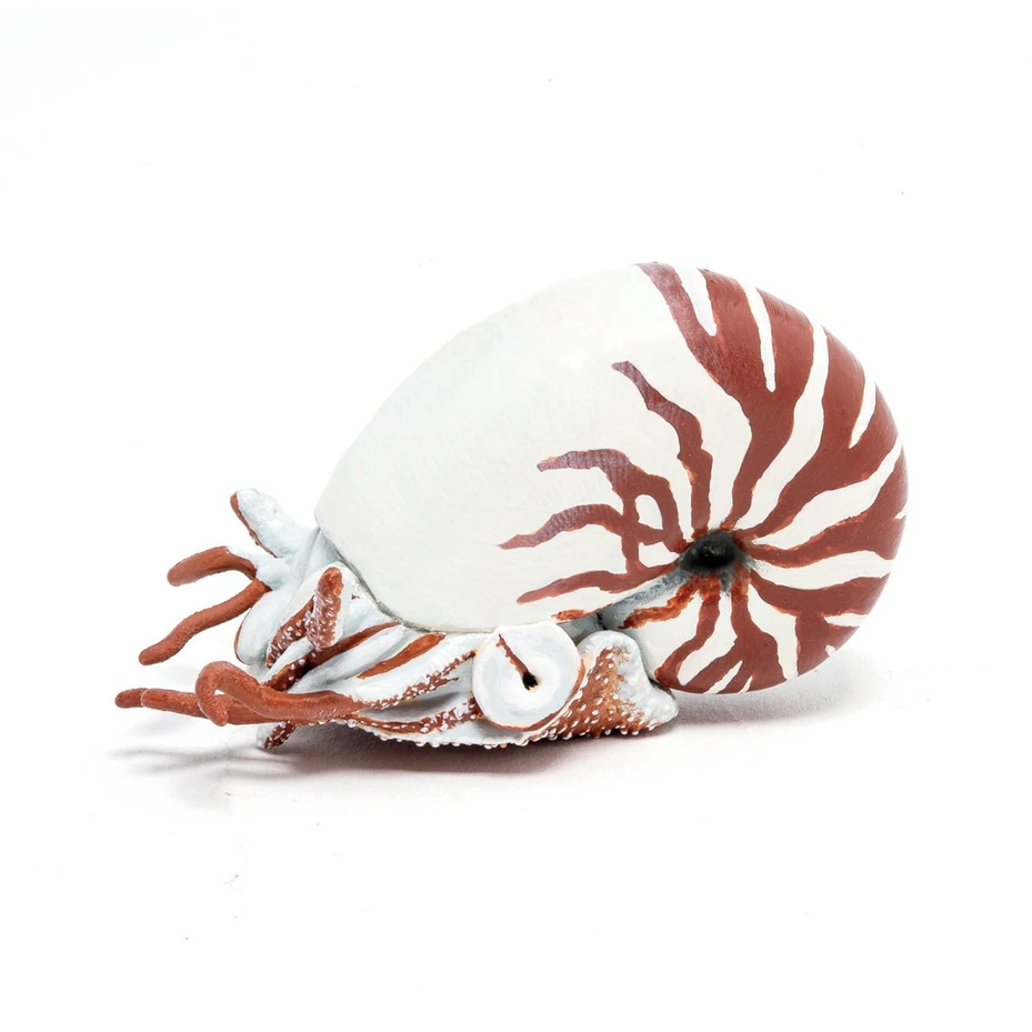 Papo Nautilus kriauklė