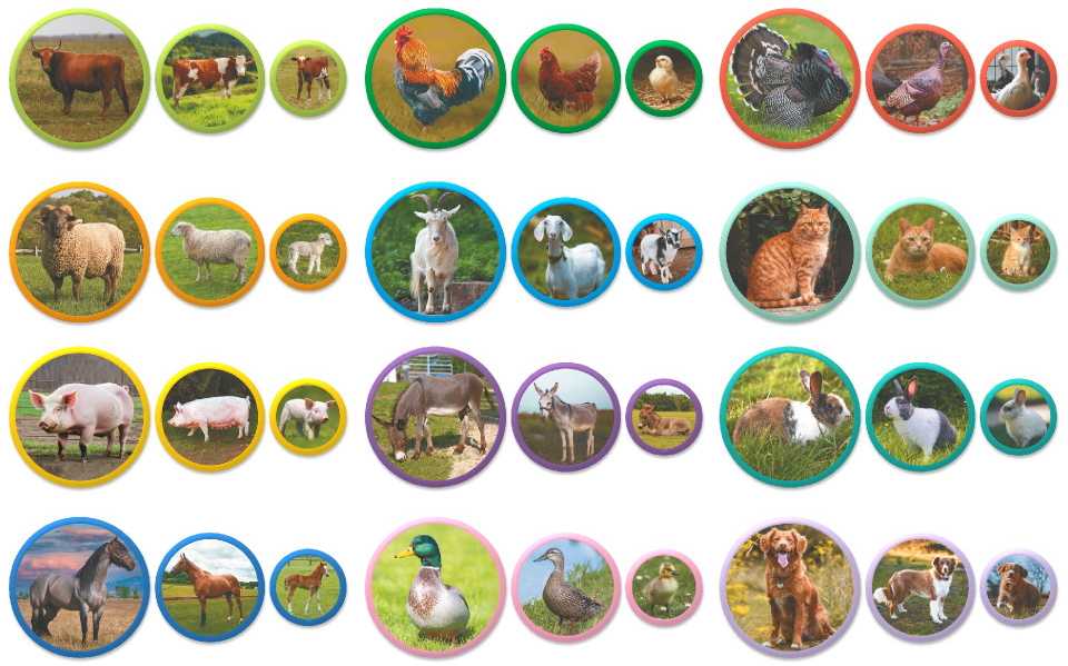 Dodo magnetukai Ūkio gyvūnai (36 el.)