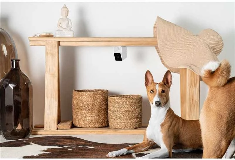 PetCube Cam