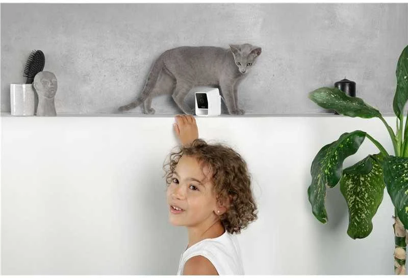 PetCube Cam