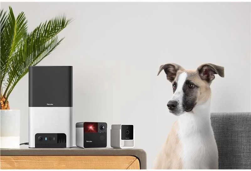 PetCube Cam