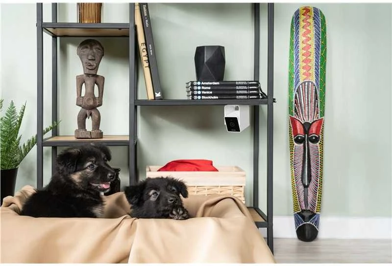 PetCube Cam