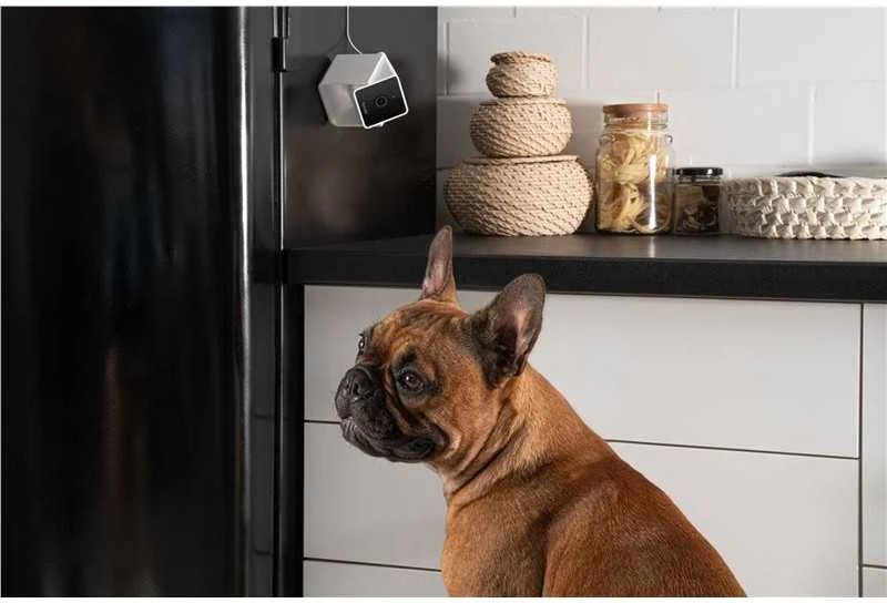 PetCube Cam