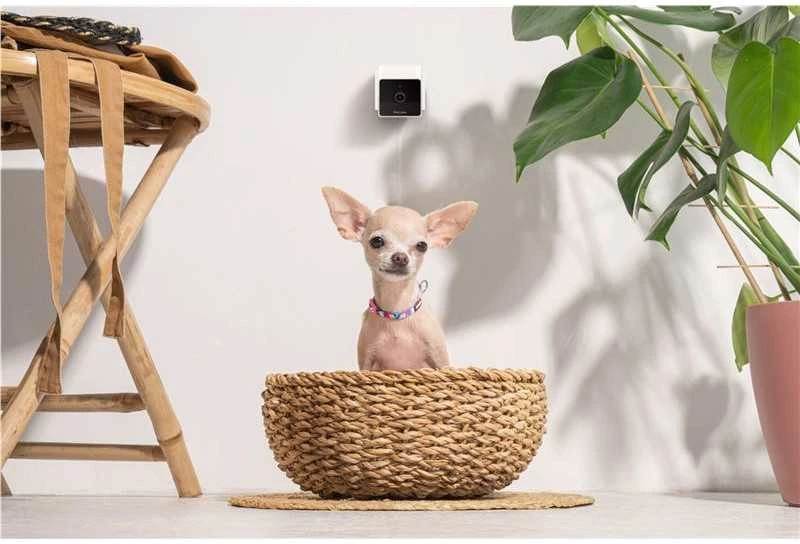 PetCube Cam