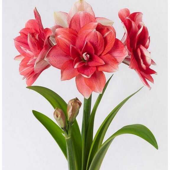 Amarilis (meilenis) 'Double Dream', svogūnas, 1 vnt.