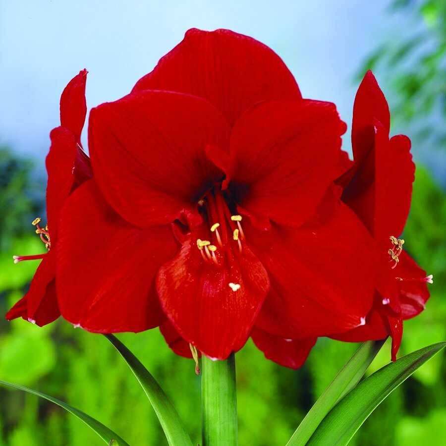 Amarilis (meilenis) 'Ferrari', svogūnas, 1 vnt.