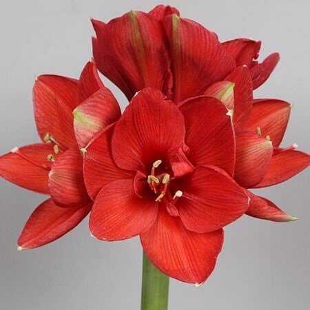 Amarilis (meilenis) 'Ferrari', svogūnas, 1 vnt.