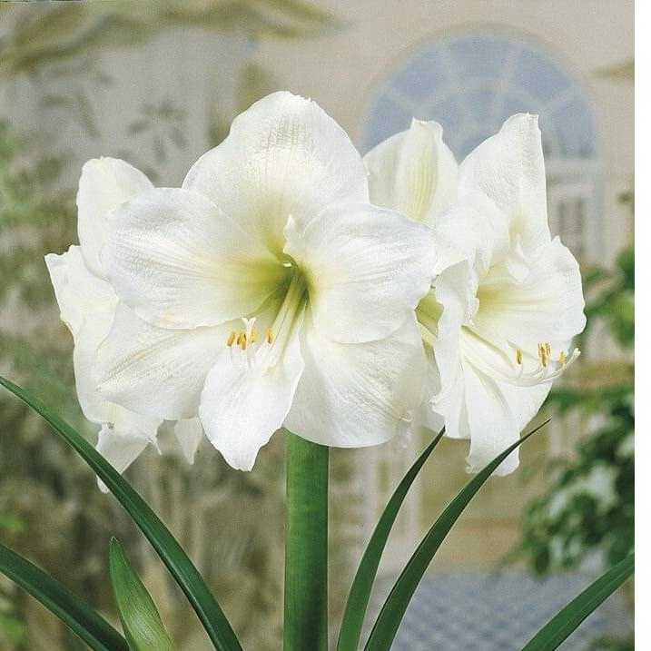 Amarilis (meilenis) 'Mont Blanc', svogūnas, 1 vnt.