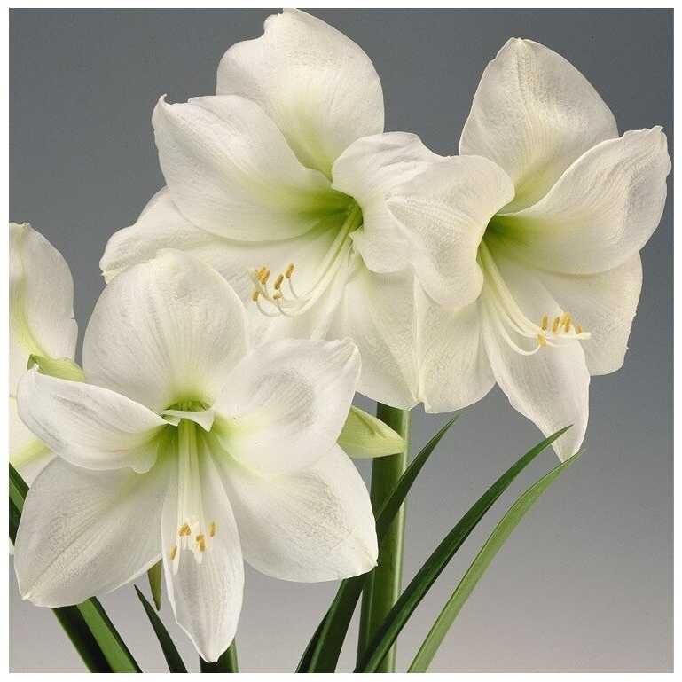 Amarilis (meilenis) 'Mont Blanc', svogūnas, 1 vnt.