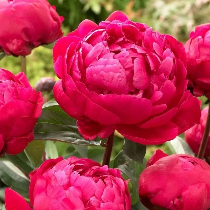 Bijūnas ‘Raudona Sarah Bernhardt’, šaknis