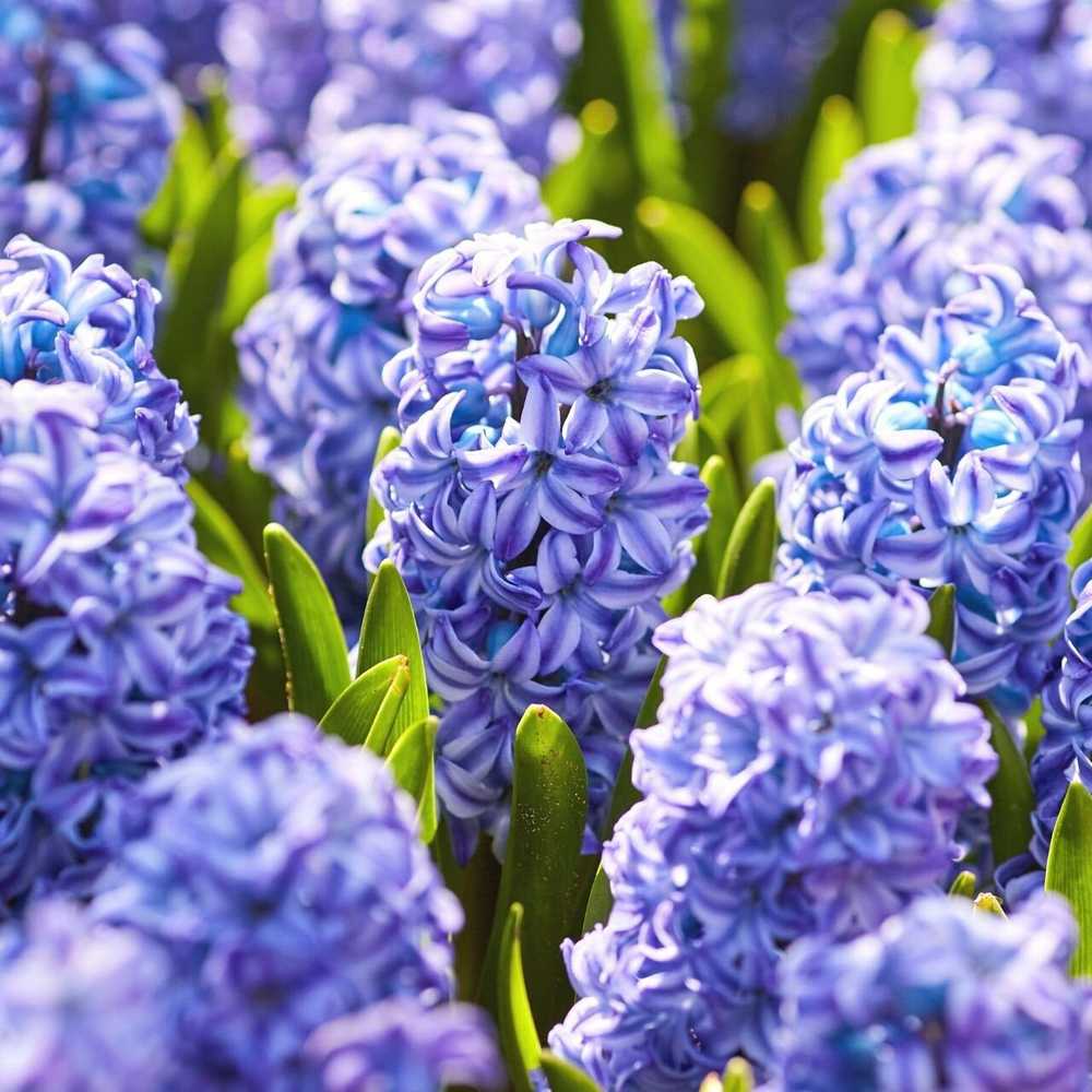 Hiacintas 'Blue Jacket’, 3 vnt.