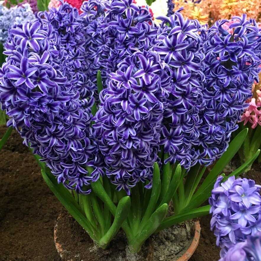 Hiacintas 'Blue Jacket’, 3 vnt.