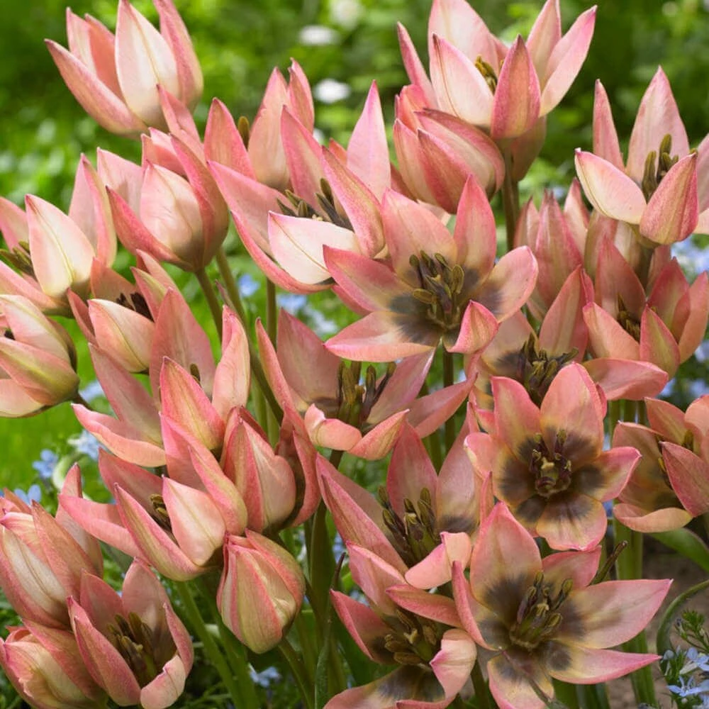 Botaninė tulpė 'Danique', 15 vnt.