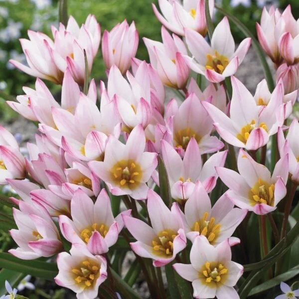 Botaninė tulpė 'Hilde', 10 vnt.