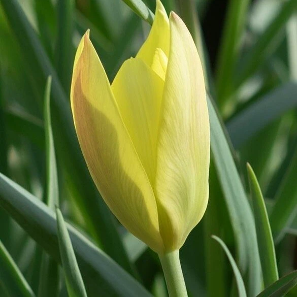 Botaninė tulpė 'Honky Tonk' , 50 vnt.