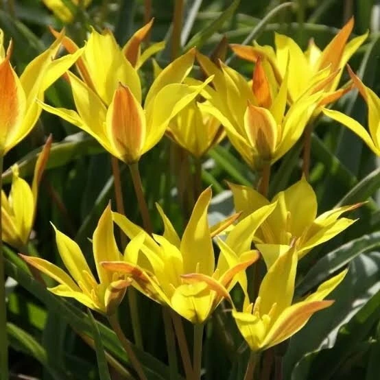 Botaninė tulpė ‘Kolpakowskiana’ , 10 vnt.