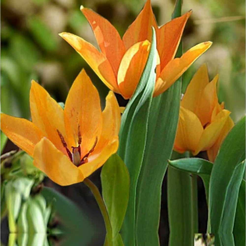 Botaninė tulpė 'Shogun', 15 vnt.