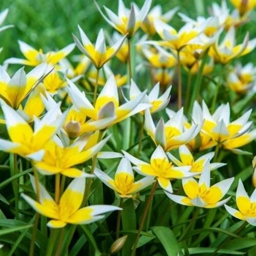 Botaninė tulpė 'Tarda', 30 vnt.