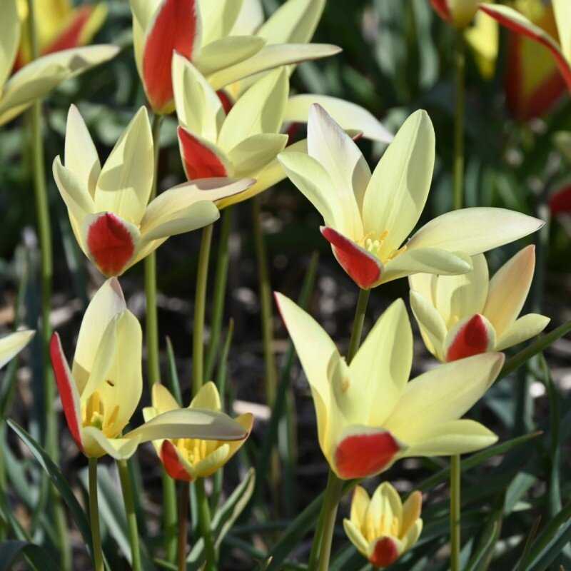 Botaninė tulpė 'Tinka', 50 vnt.