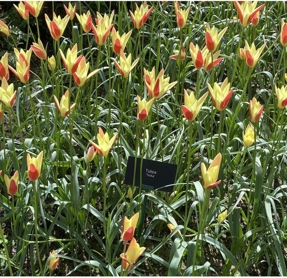 Botaninė tulpė 'Tinka', 50 vnt.