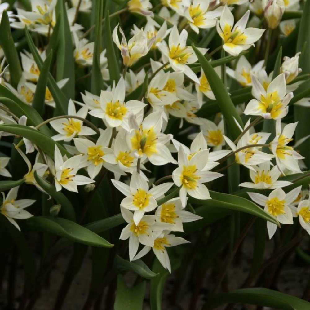 Botaninė tulpė 'Turkestanica', 50 vnt.
