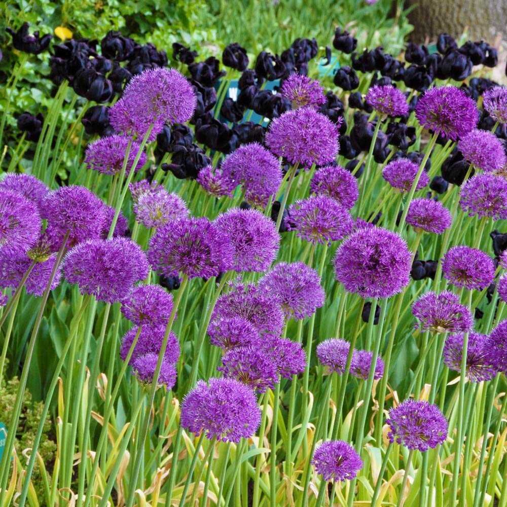 Dekoratyviniai česnakai 'Violetinė Sensation' 5 vnt.