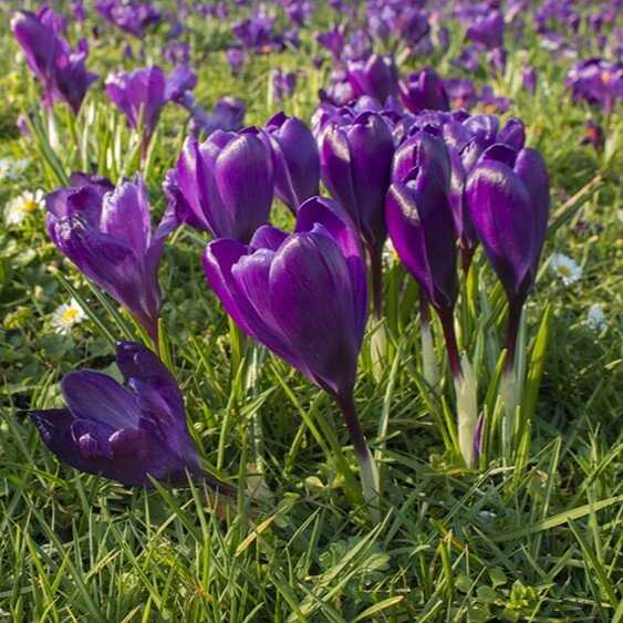 Didžiažiedžiai krokai 'Flower Record' , 500 vnt.