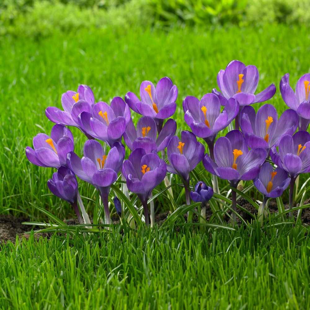 Didžiažiedžiai krokai 'Flower Record' , 500 vnt.