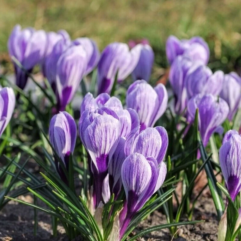 Didžiažiedžiai krokai 'King of Striped' , 1000 vnt.