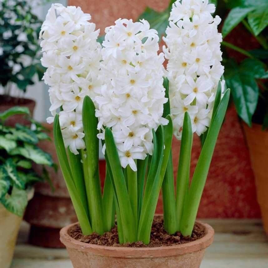 Hiacintas 'Aiolos’, 3 vnt.