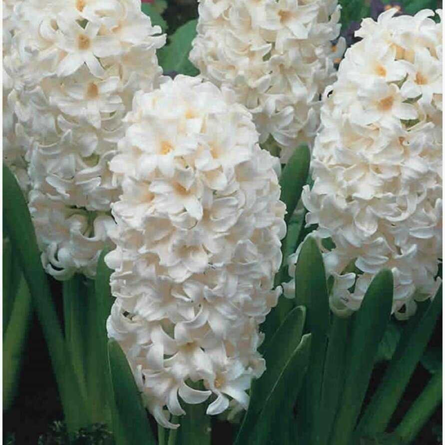 Hiacintas 'Aiolos’, 3 vnt.